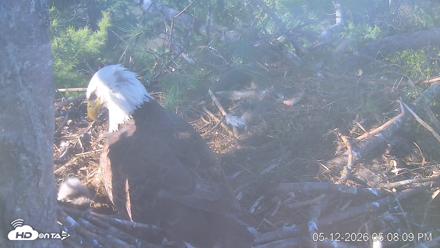VINS Bald Eagles Nest Live Cams - May 12, 2026, 5:08pm EDT