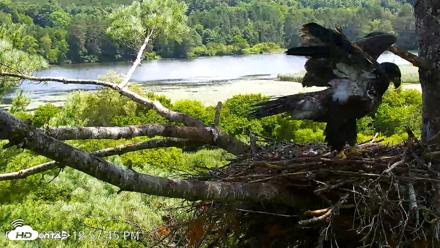 VINS Bald Eagles Nest Live Cams - Jul 23, 2026, 12:58pm EDT
