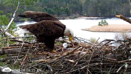 VINS Bald Eagles Nest Live Cams - May 3, 2026, 8:09am EDT