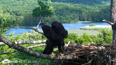 VINS Bald Eagles Nest Live Cams - Jul 22, 2026, 4:12pm EDT