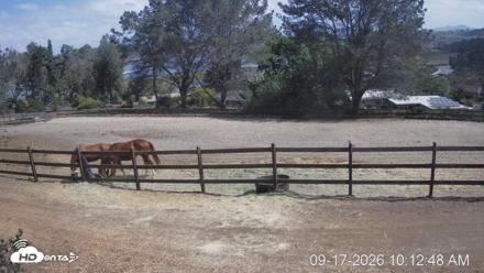 Frankie, Fiji and Hada Live Horse Webcam - Sep 17, 2026, 11:13am PDT