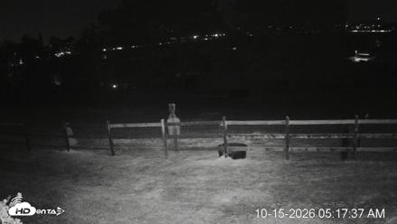 Frankie, Fiji and Hada Live Horse Webcam - Oct 15, 2026, 5:18am PDT
