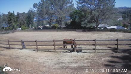 Frankie, Fiji and Hada Live Horse Webcam - Oct 15, 2026, 12:47pm PDT