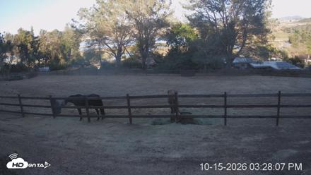 Frankie, Fiji and Hada Live Horse Webcam - Oct 15, 2026, 4:28pm PDT