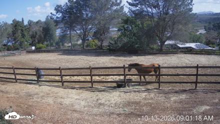 Frankie, Fiji and Hada Live Horse Webcam - Oct 13, 2026, 10:03am PDT