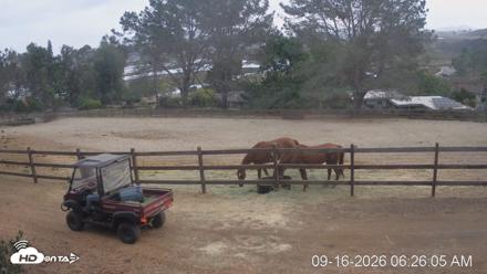 Frankie, Fiji and Hada Live Horse Webcam - Sep 16, 2026, 7:26am PDT