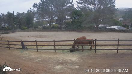Frankie, Fiji and Hada Live Horse Webcam - Sep 16, 2026, 7:26am PDT