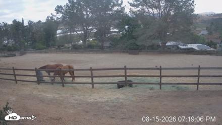 Frankie, Fiji and Hada Live Horse Webcam - Aug 15, 2026, 7:19pm PDT