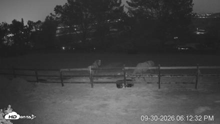 Frankie, Fiji and Hada Live Horse Webcam - Sep 30, 2026, 7:13pm PDT