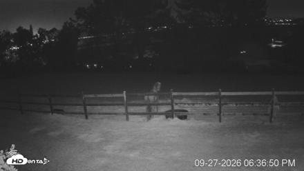 Frankie, Fiji and Hada Live Horse Webcam - Sep 27, 2026, 7:37pm PDT