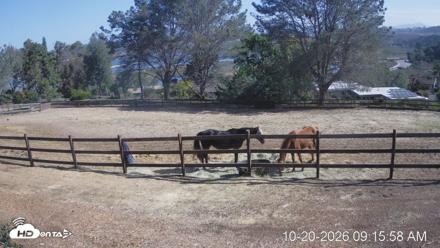 Frankie, Fiji and Hada Live Horse Webcam - Oct 20, 2026, 10:16am PDT