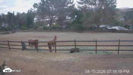 Frankie, Fiji and Hada Live Horse Webcam - Aug 15, 2026, 7:19pm PDT