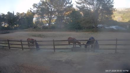 Frankie, Fiji and Hada Live Horse Webcam - Apr 7, 2026, 5:55pm PDT