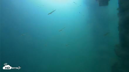 Dana Point Harbor Laguna Cliffs Resort Live Webcam - Apr 14, 2026, 9:19am PDT