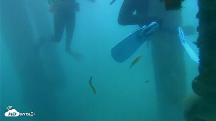 Dana Point Harbor Laguna Cliffs Resort Live Webcam - Apr 13, 2026, 11:19am PDT