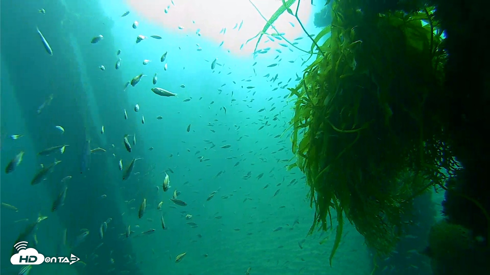 Snapshot of Scripps Pier Underwater Live Webcam taken Oct 5, 2026, 8:33am PDT