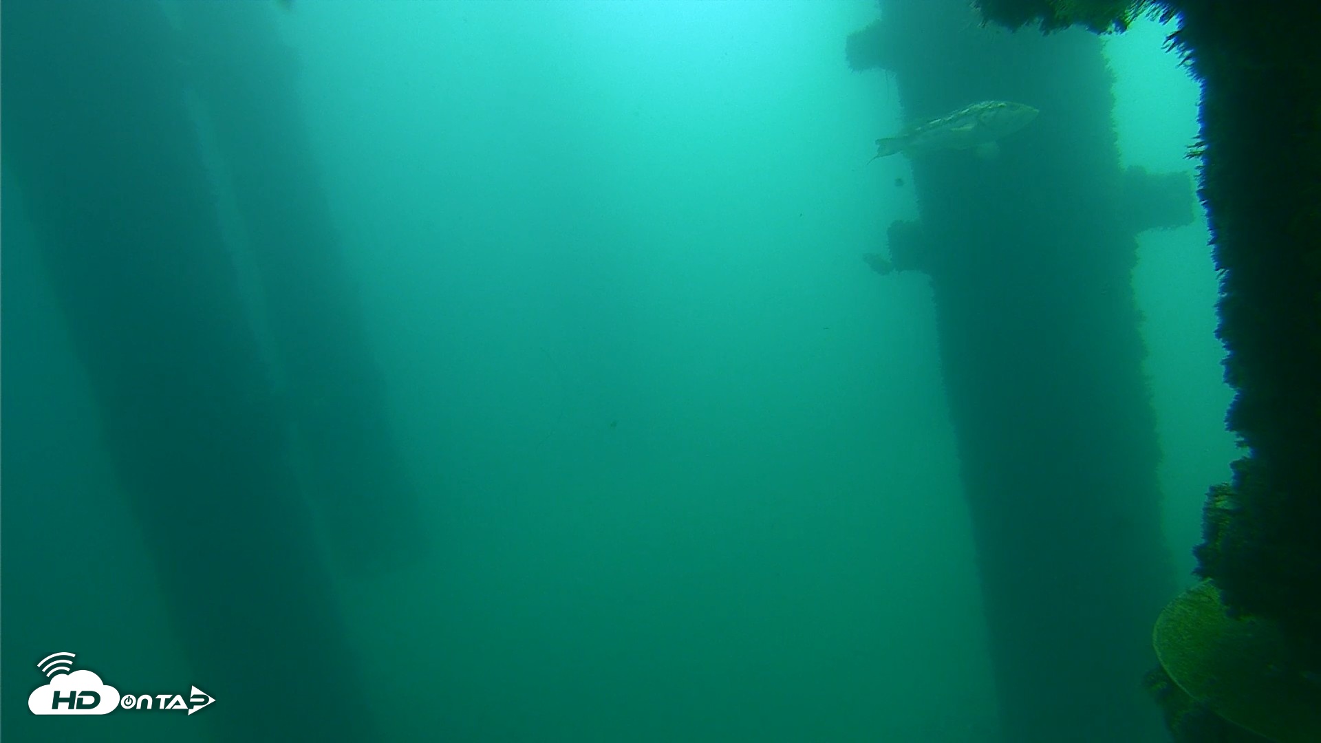 Snapshot of Scripps Pier Underwater Live Webcam taken Oct 12, 2026, 10:35am PDT