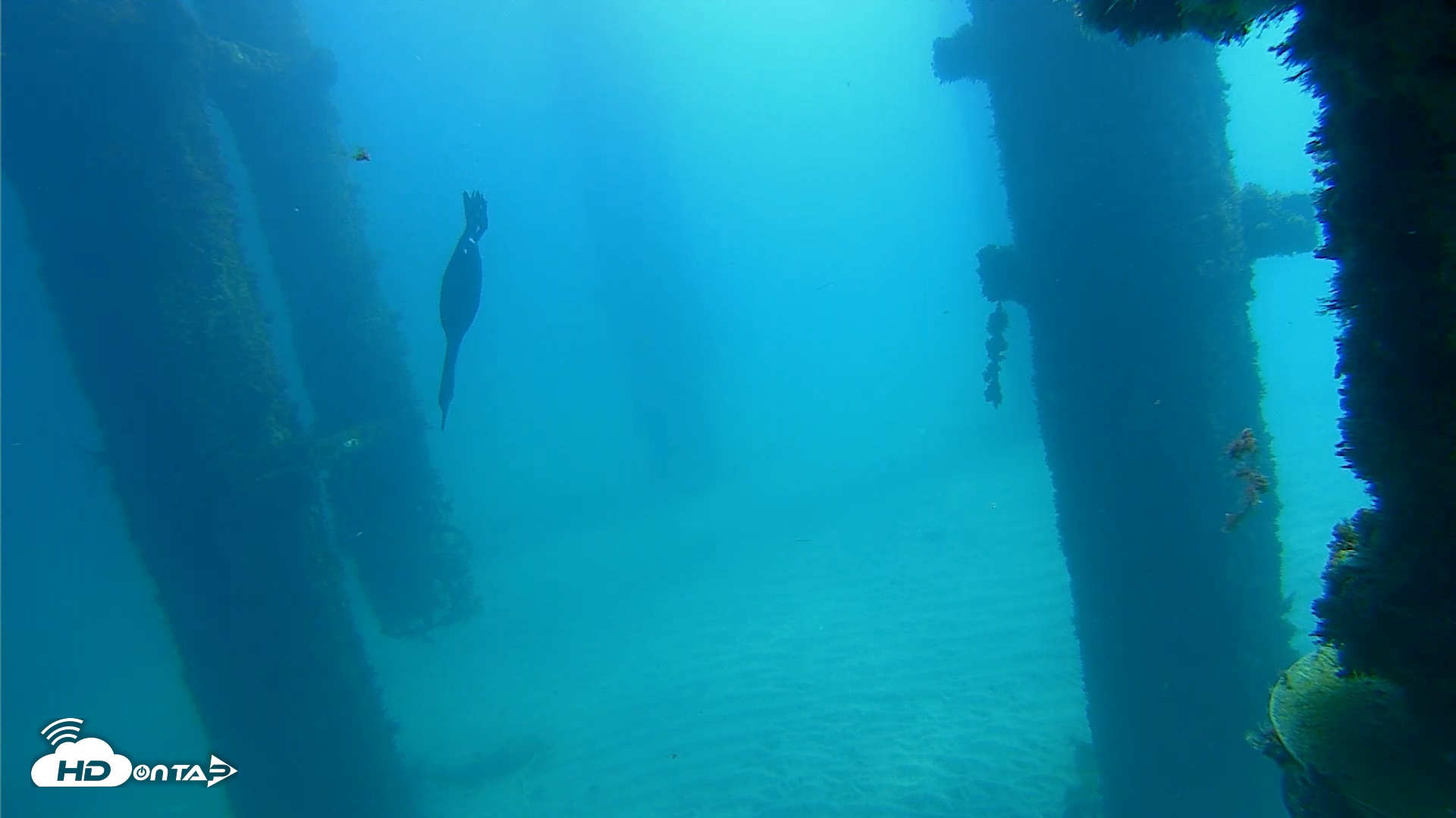 Snapshot of Scripps Pier Underwater Live Webcam taken Oct 6, 2026, 11:51am PDT