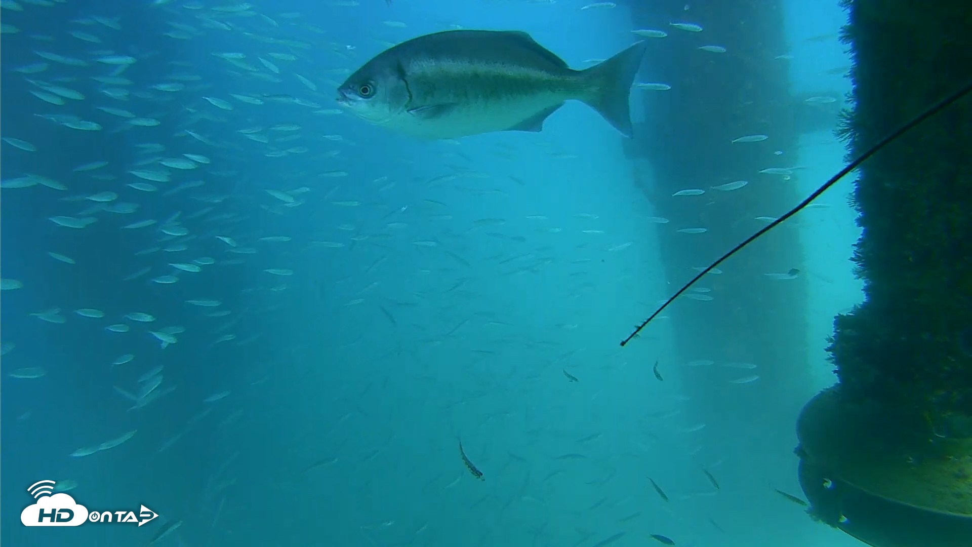 Snapshot of Scripps Pier Underwater Live Webcam taken Aug 26, 2026, 3:19pm PDT