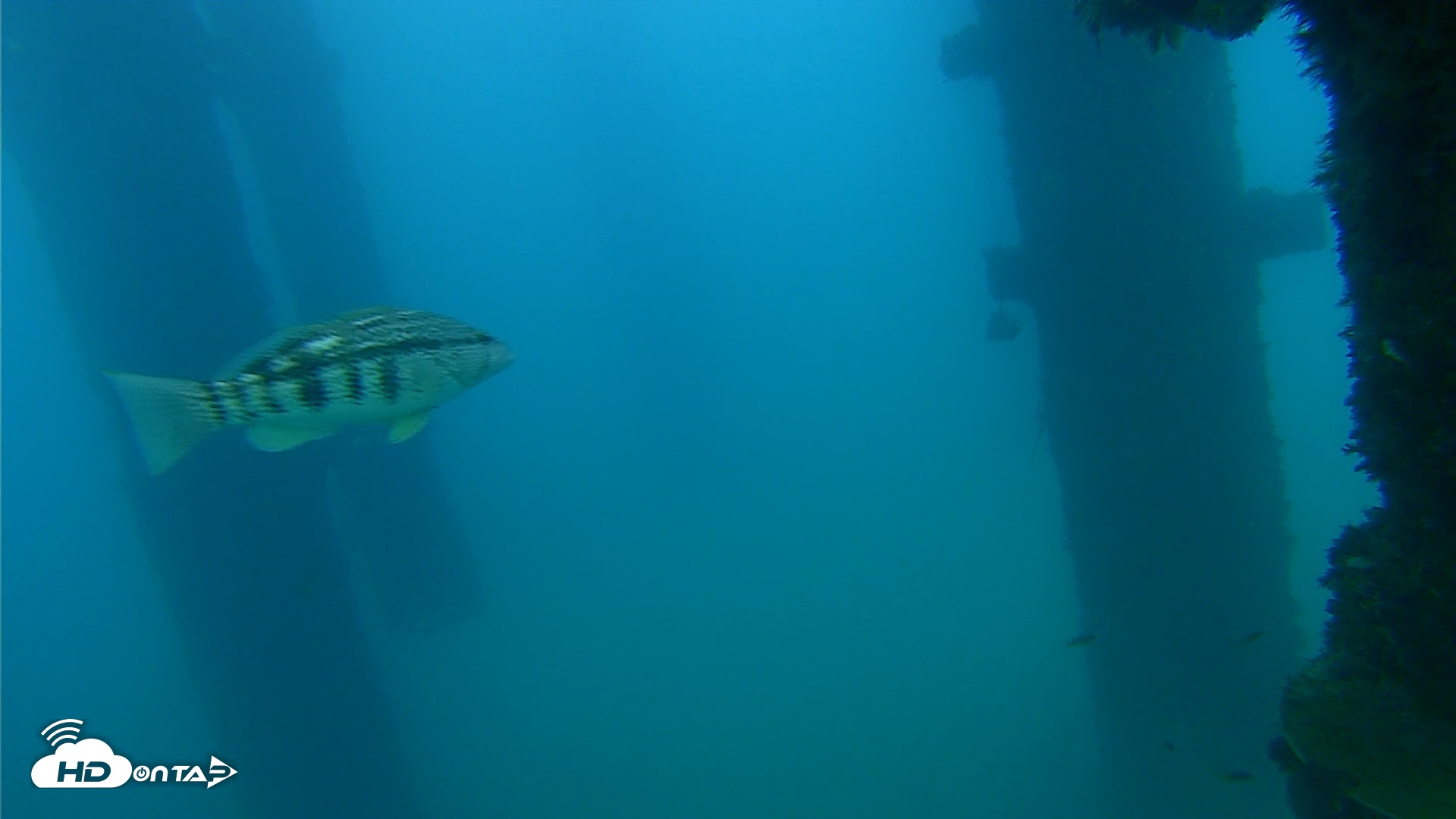 Snapshot of Scripps Pier Underwater Live Webcam taken Sep 22, 2026, 6:29pm PDT