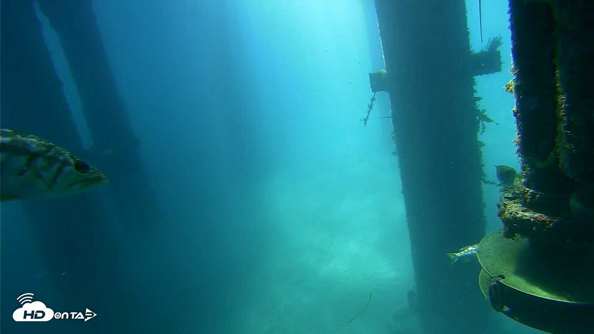 Snapshot of Scripps Pier Underwater Live Webcam taken Jul 30, 2026, 9:58am PDT