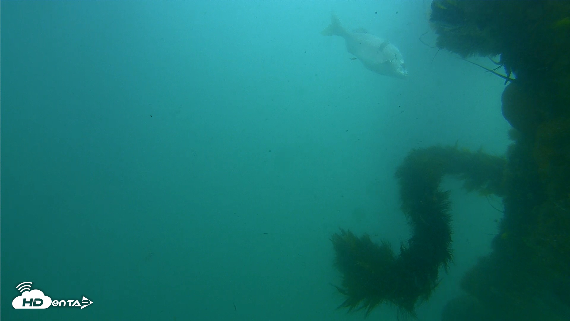 Snapshot of Scripps Pier Underwater Live Webcam taken Jun 21, 2025, 3:08pm PDT