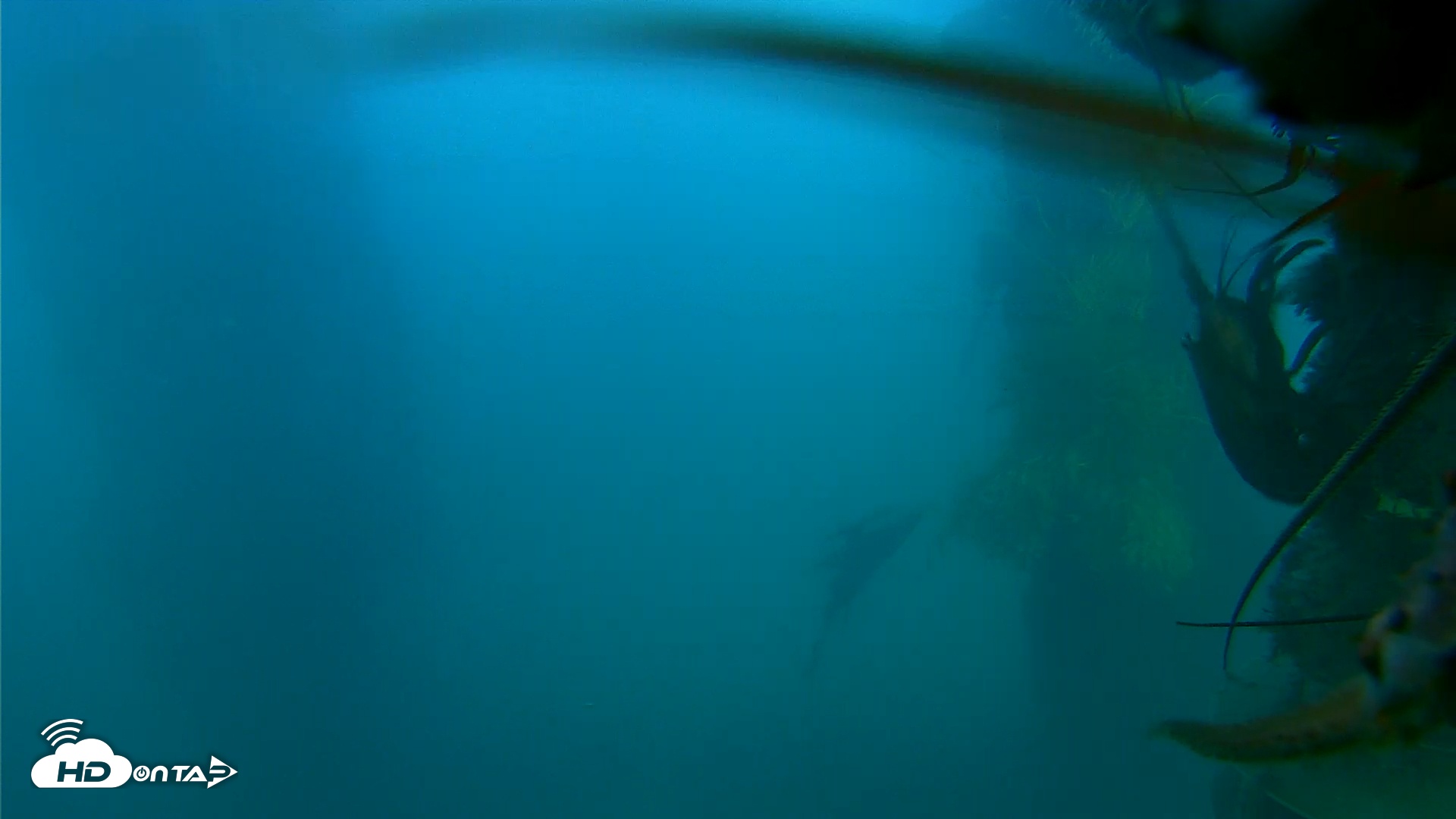 Snapshot of Scripps Pier Underwater Live Webcam taken Oct 16, 2025, 5:54pm PDT