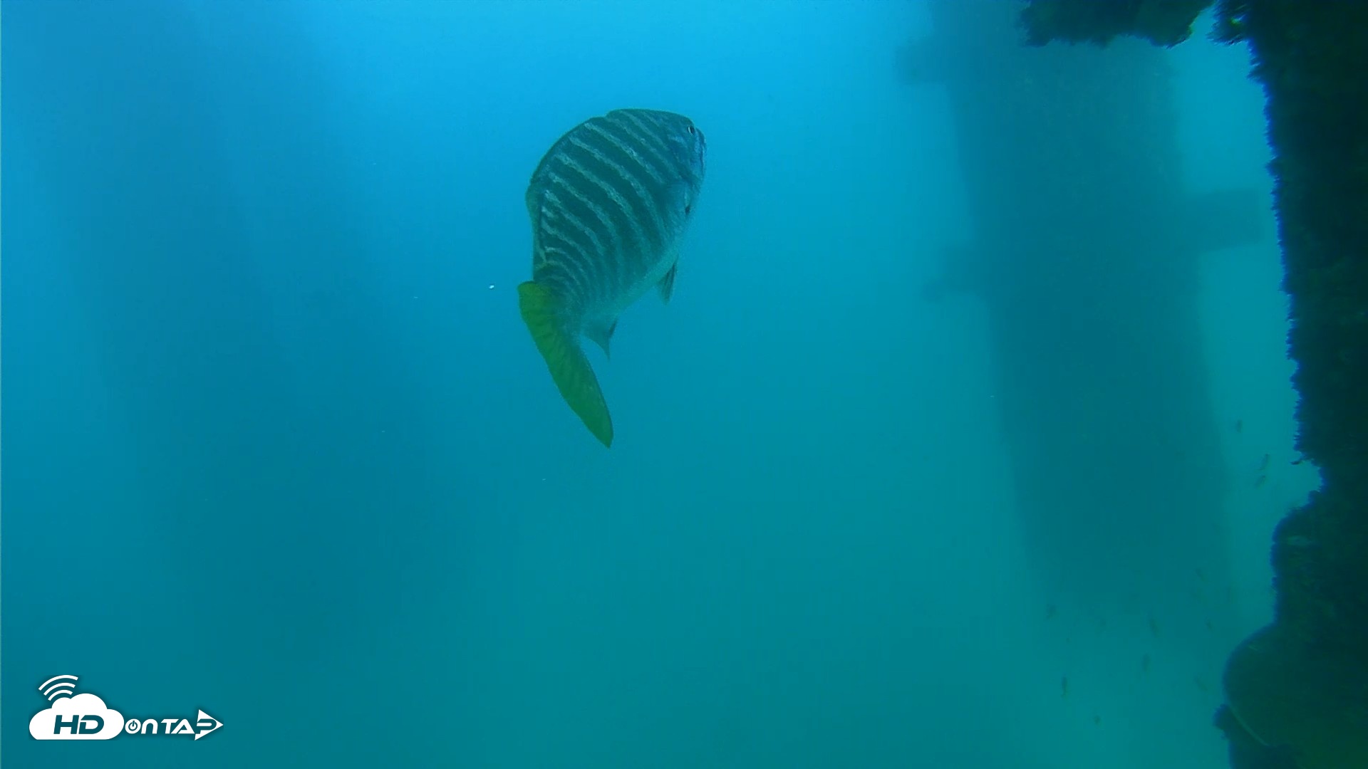 Snapshot of Scripps Pier Underwater Live Webcam taken Sep 15, 2026, 5:23pm PDT