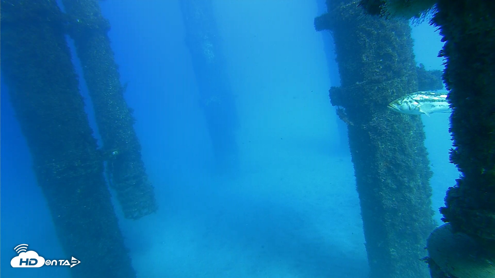 Snapshot of Scripps Pier Underwater Live Webcam taken Oct 19, 2026, 3:51pm PDT