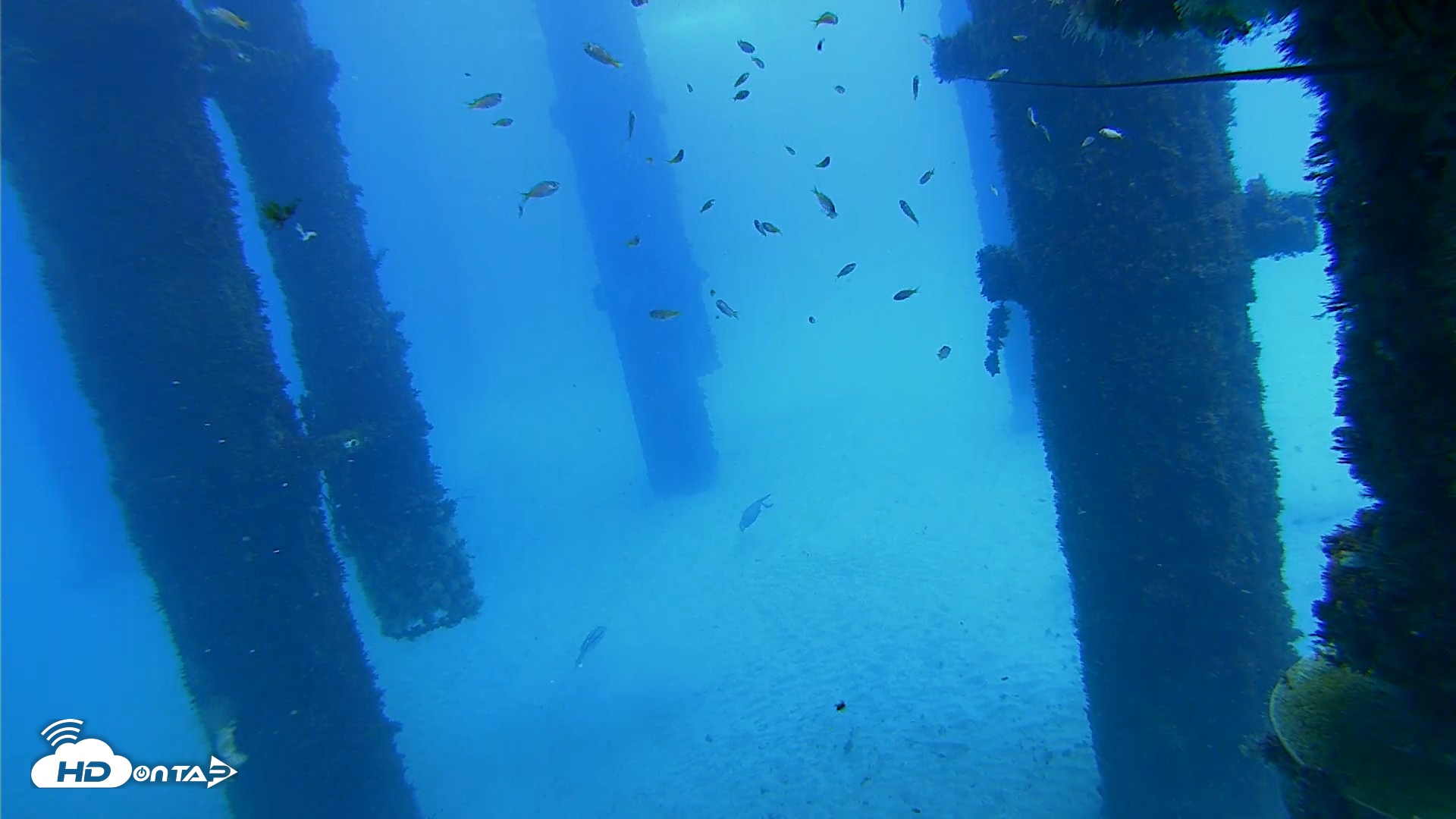 Snapshot of Scripps Pier Underwater Live Webcam taken Oct 7, 2026, 12:24pm PDT