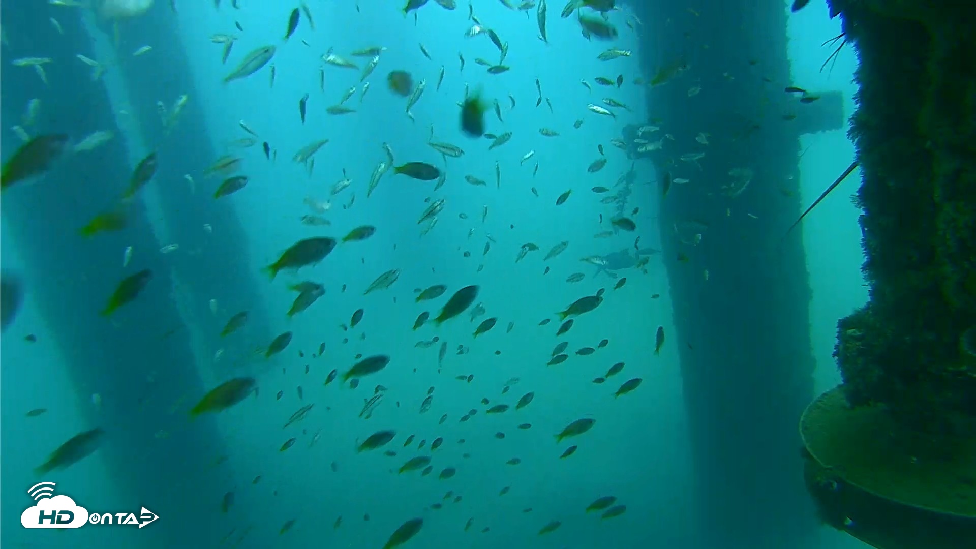 Snapshot of Scripps Pier Underwater Live Webcam taken Aug 27, 2026, 7:38am PDT