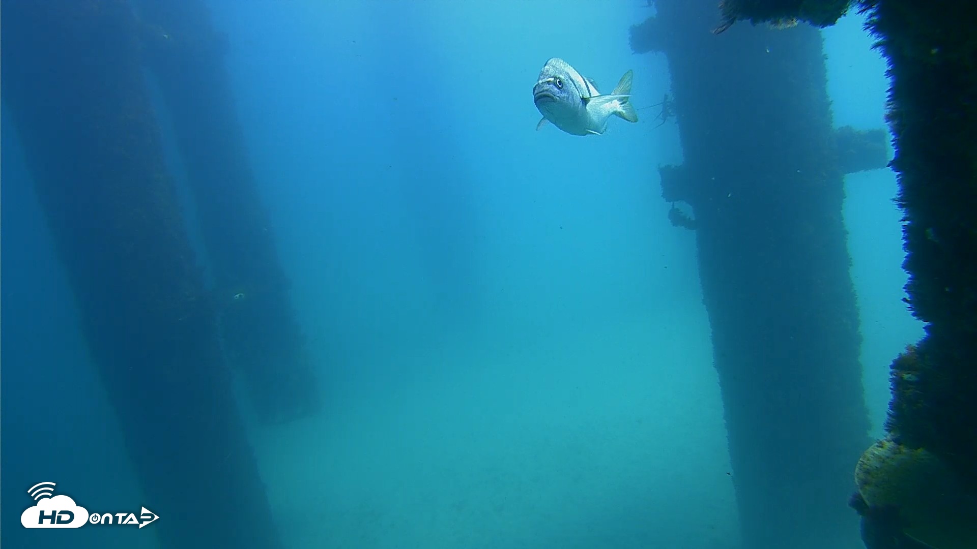 Snapshot of Scripps Pier Underwater Live Webcam taken Sep 20, 2026, 12:32pm PDT