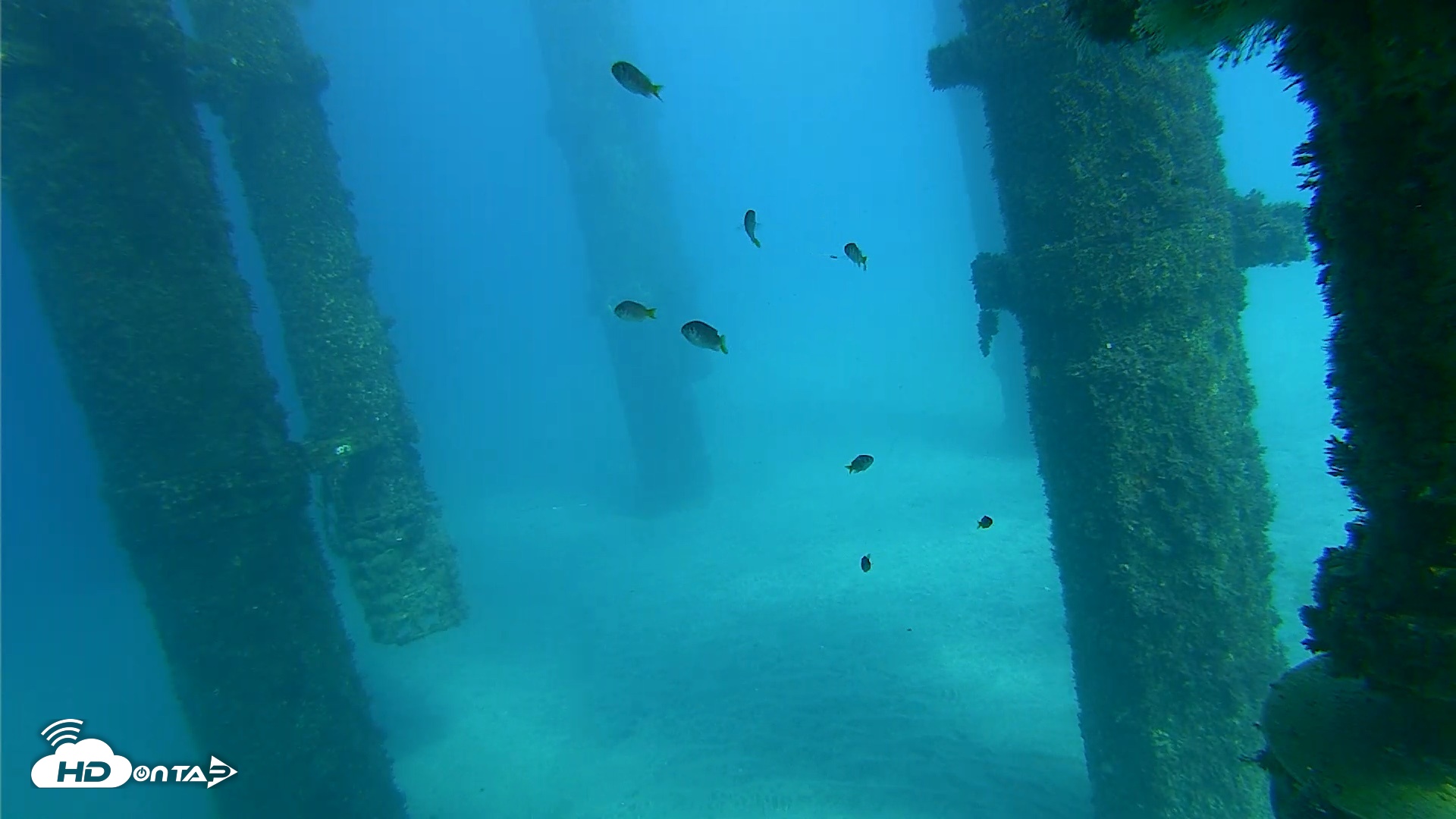 Snapshot of Scripps Pier Underwater Live Webcam taken Oct 17, 2026, 3:34pm PDT
