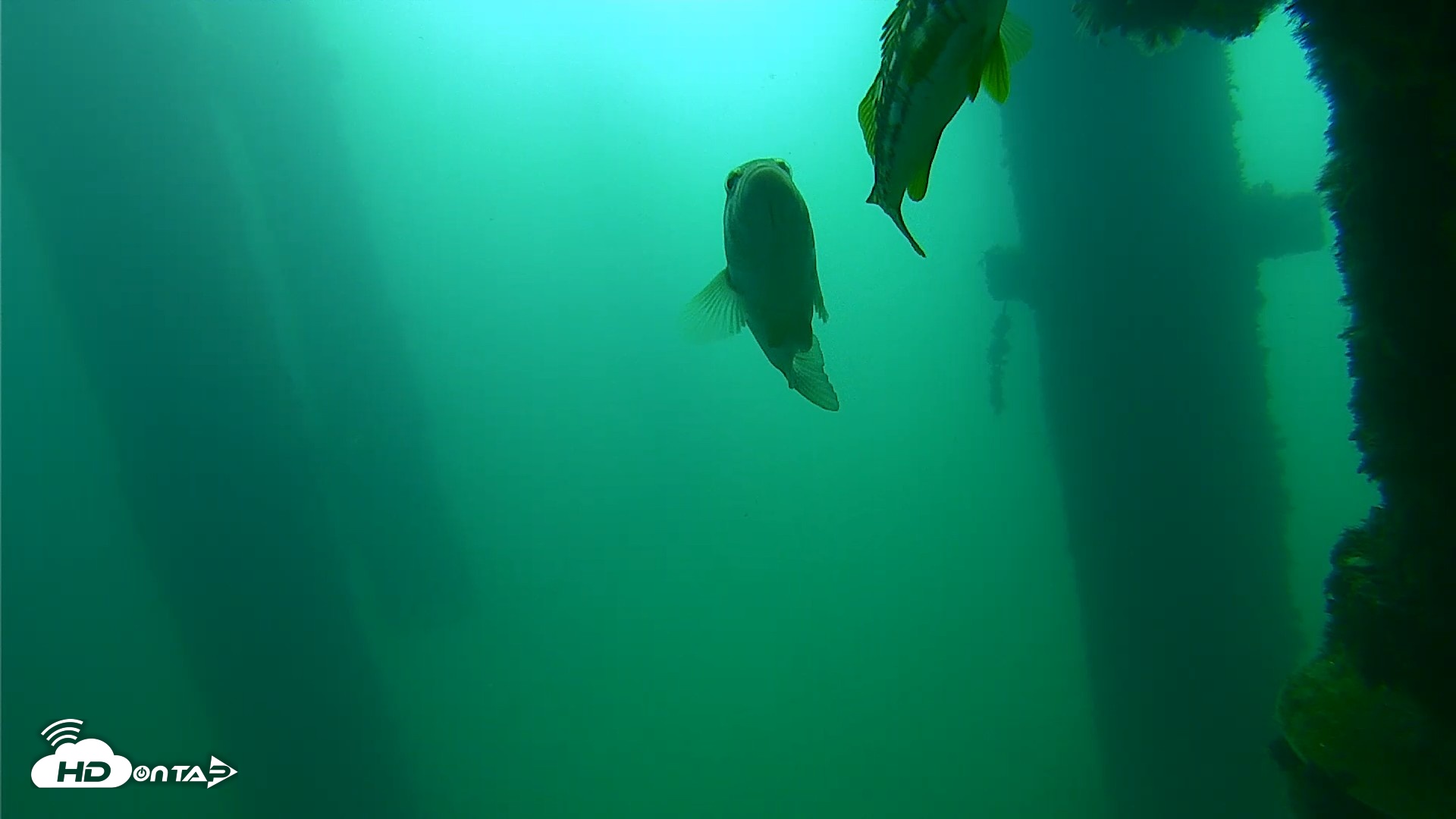 Snapshot of Scripps Pier Underwater Live Webcam taken Sep 23, 2026, 9:35am PDT