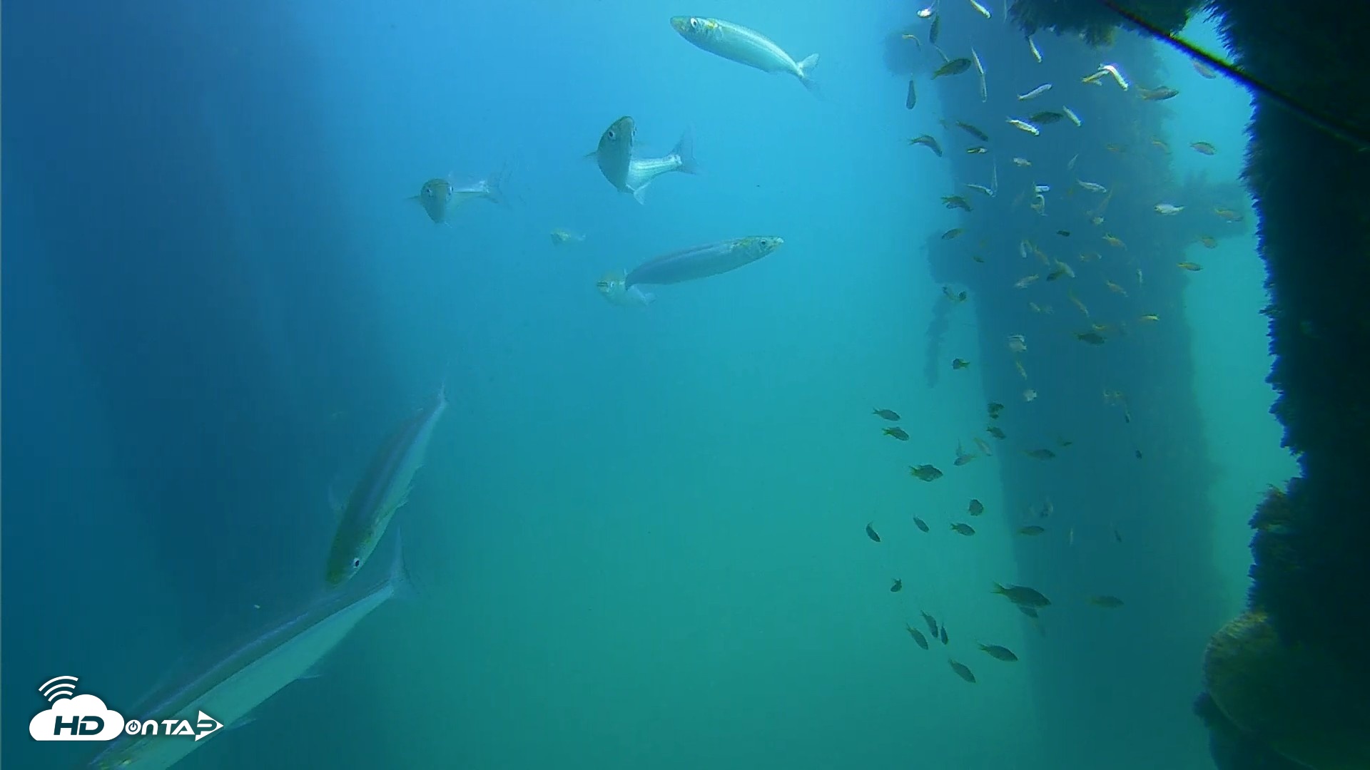Snapshot of Scripps Pier Underwater Live Webcam taken Sep 22, 2026, 1:05pm PDT