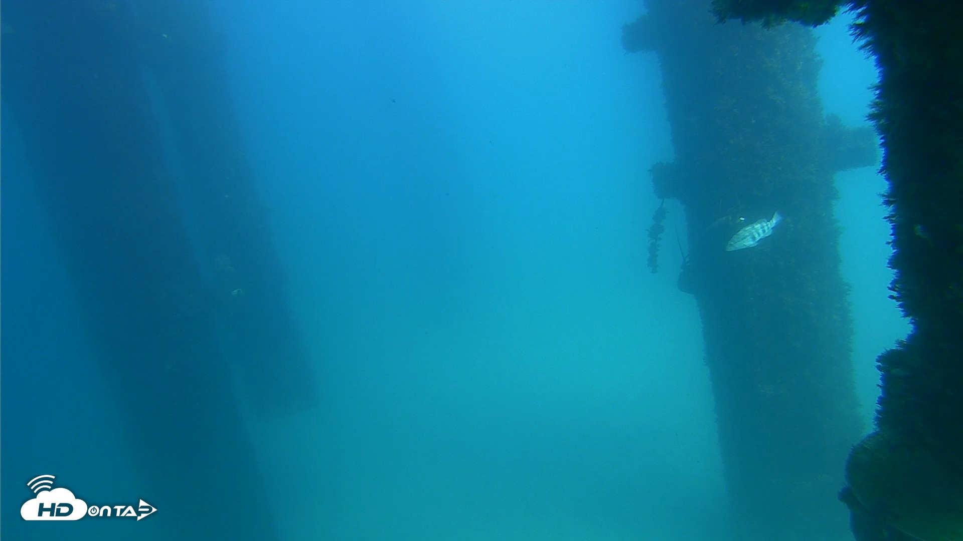 Snapshot of Scripps Pier Underwater Live Webcam taken Sep 22, 2026, 2:48pm PDT