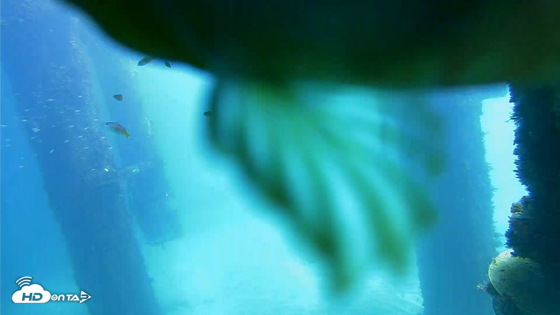 Snapshot of Scripps Pier Underwater Live Webcam taken Oct 5, 2026, 12:17pm PDT