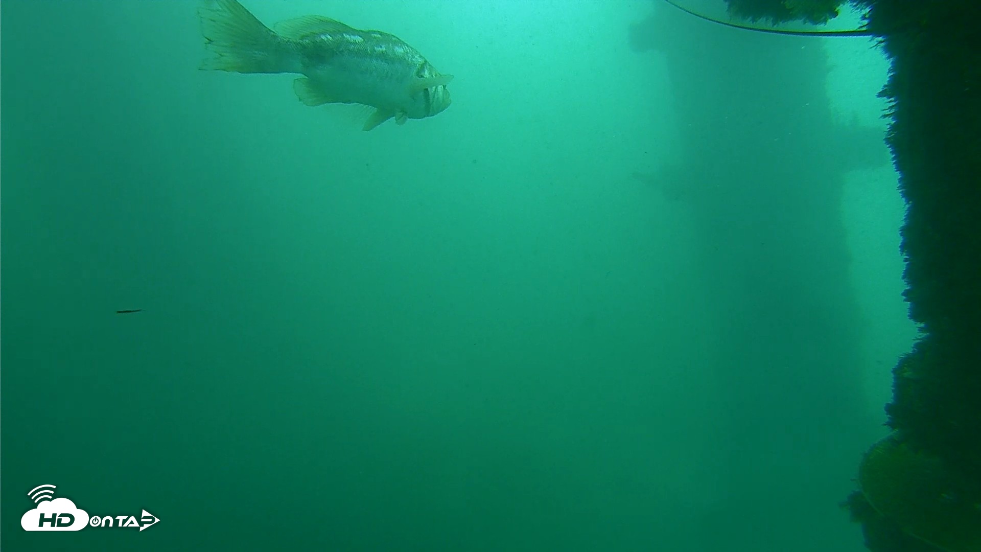 Snapshot of Scripps Pier Underwater Live Webcam taken Oct 11, 2026, 11:25am PDT