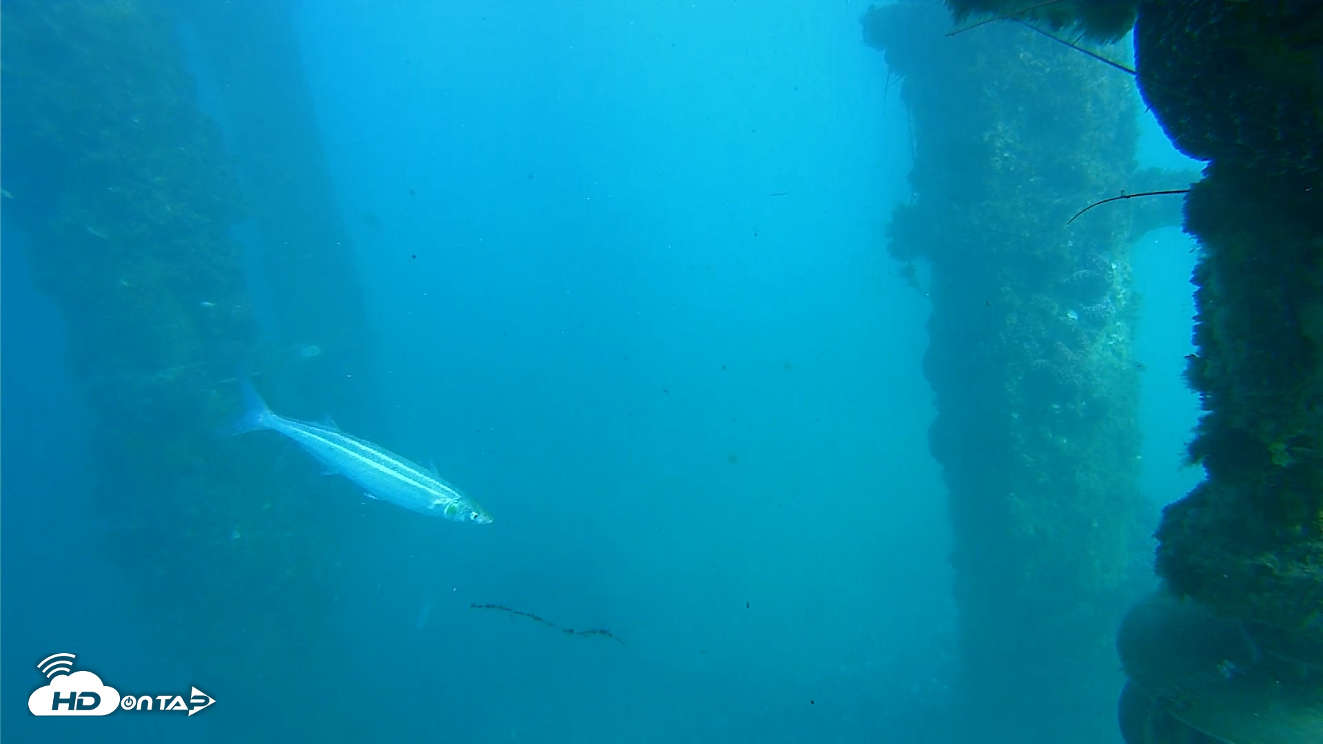 Snapshot of Scripps Pier Underwater Live Webcam taken Jan 14, 2026, 2:50pm PST