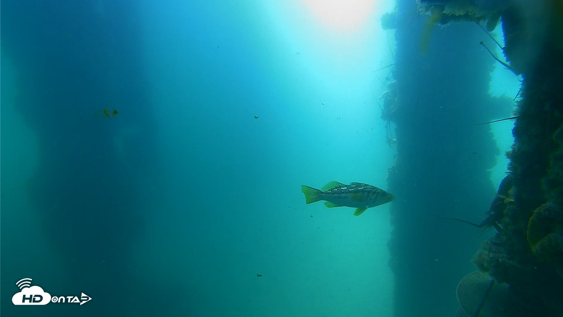 Snapshot of Scripps Pier Underwater Live Webcam taken Jul 16, 2025, 9:53am PDT