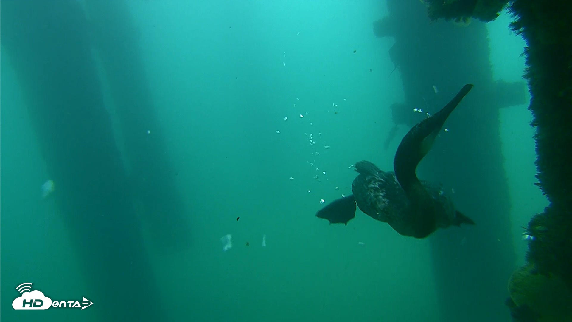 Snapshot of Scripps Pier Underwater Live Webcam taken Sep 18, 2026, 7:57am PDT