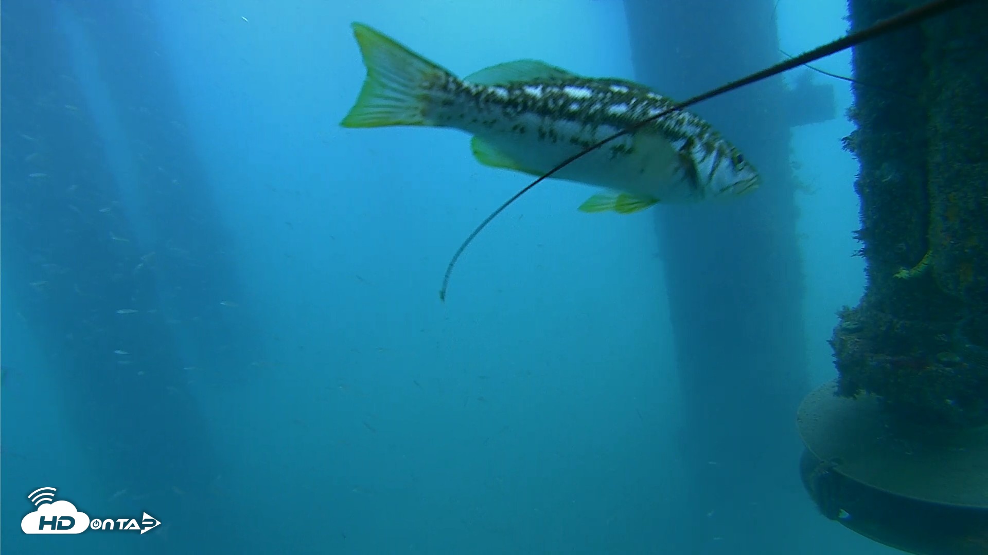 Snapshot of Scripps Pier Underwater Live Webcam taken Aug 3, 2026, 7:19am PDT