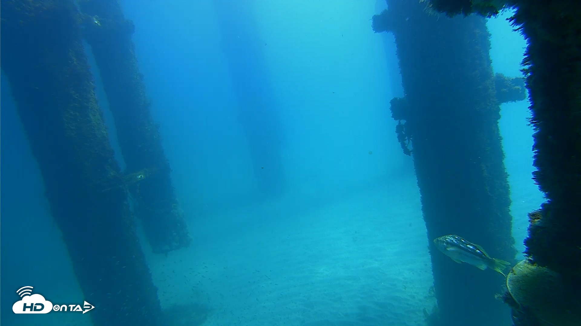 Snapshot of Scripps Pier Underwater Live Webcam taken Oct 6, 2026, 12:09pm PDT