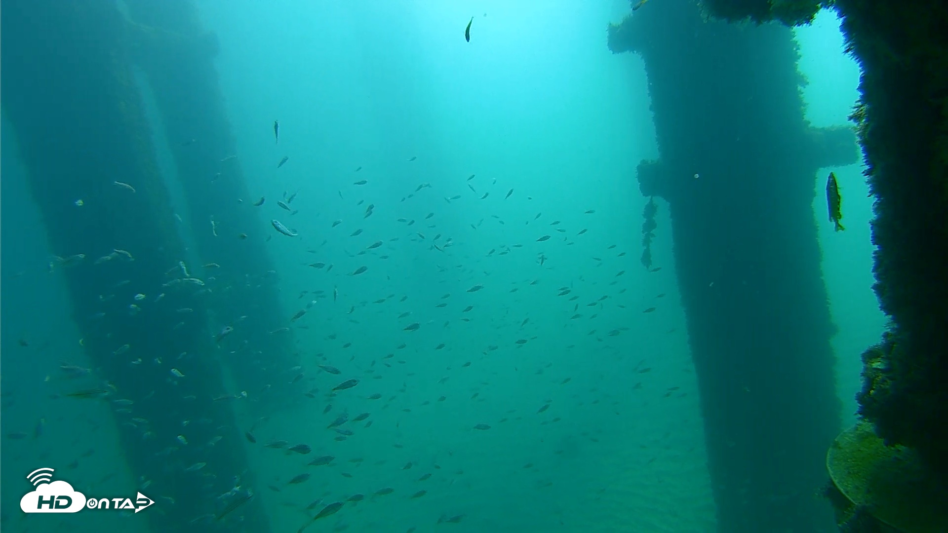 Snapshot of Scripps Pier Underwater Live Webcam taken Oct 6, 2026, 9:49am PDT