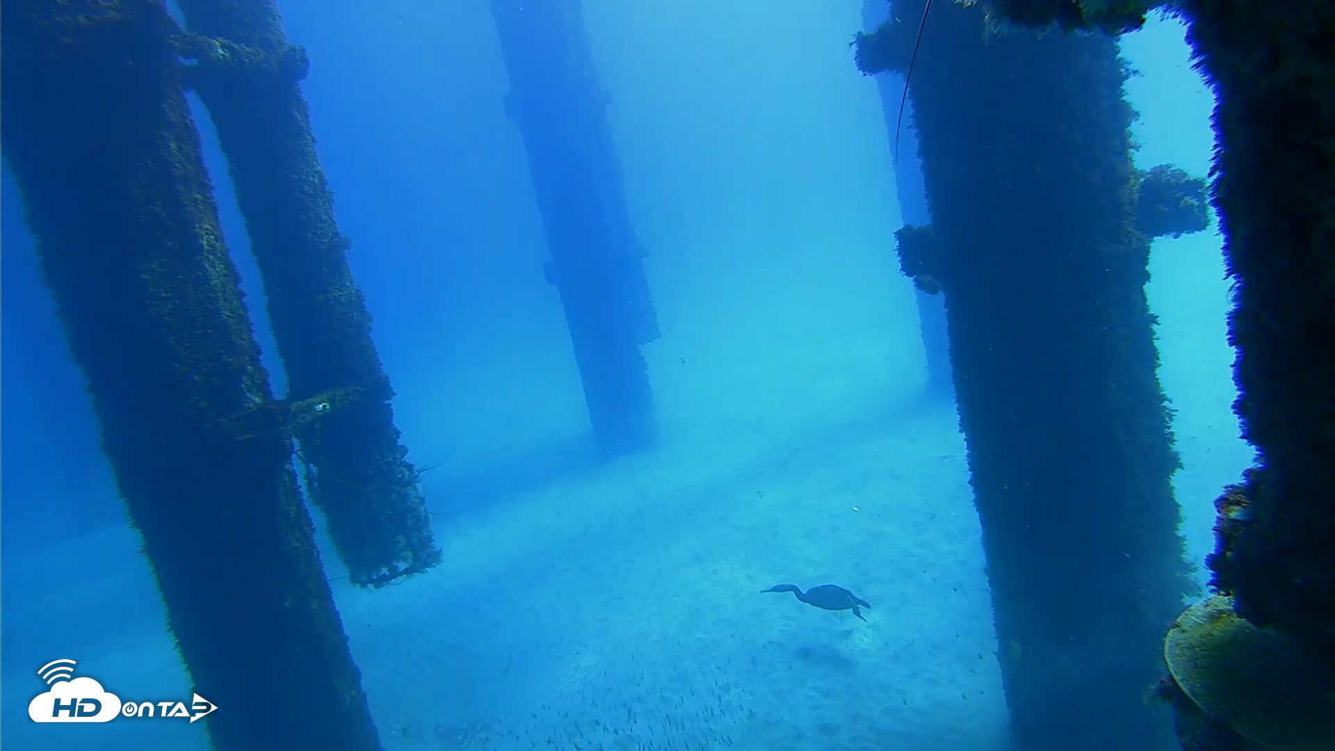 Snapshot of Scripps Pier Underwater Live Webcam taken Oct 7, 2026, 11:33am PDT