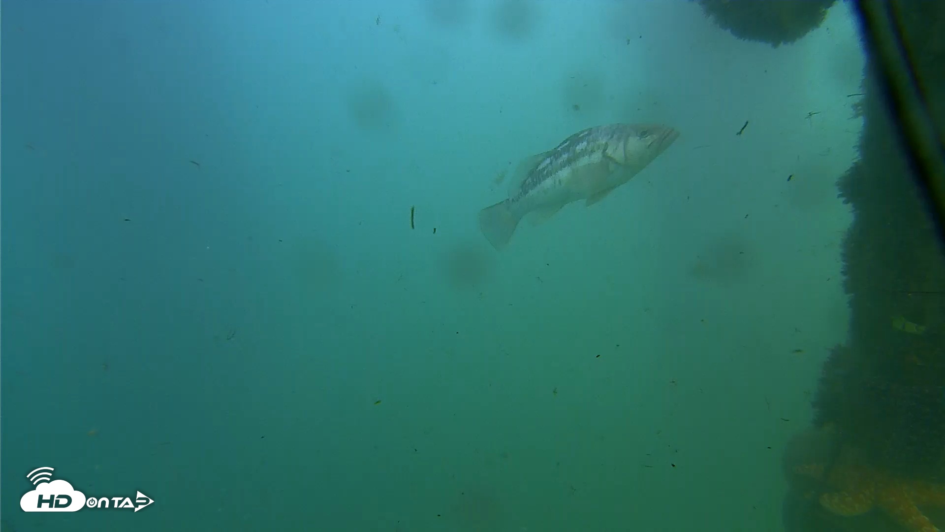 Snapshot of Scripps Pier Underwater Live Webcam taken Oct 6, 2025, 3:51pm PDT