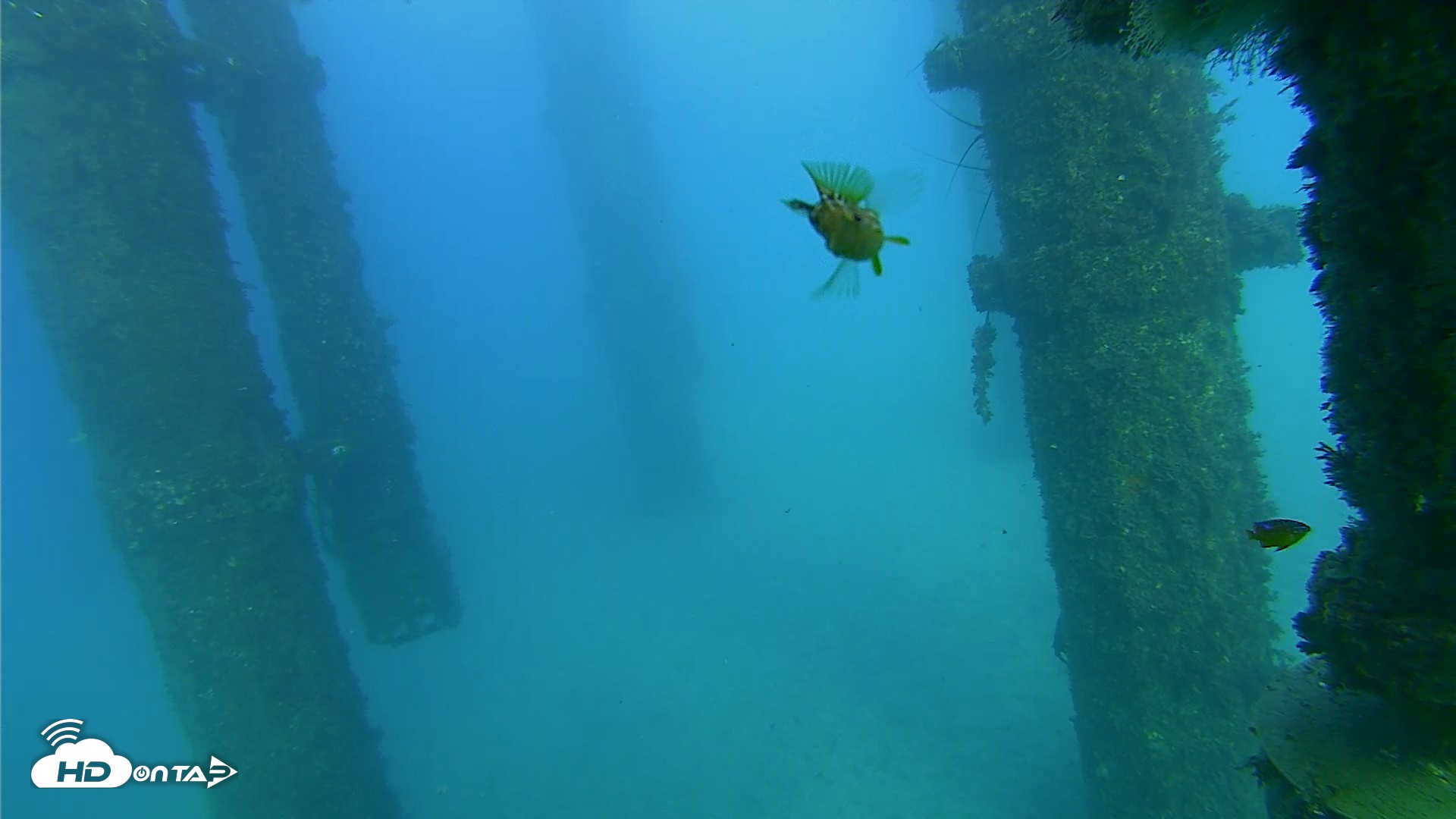 Snapshot of Scripps Pier Underwater Live Webcam taken Oct 19, 2026, 5:14pm PDT