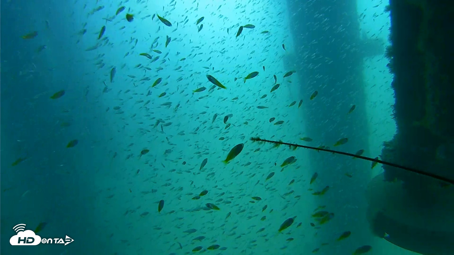 Snapshot of Scripps Pier Underwater Live Webcam taken Aug 10, 2026, 10:37am PDT