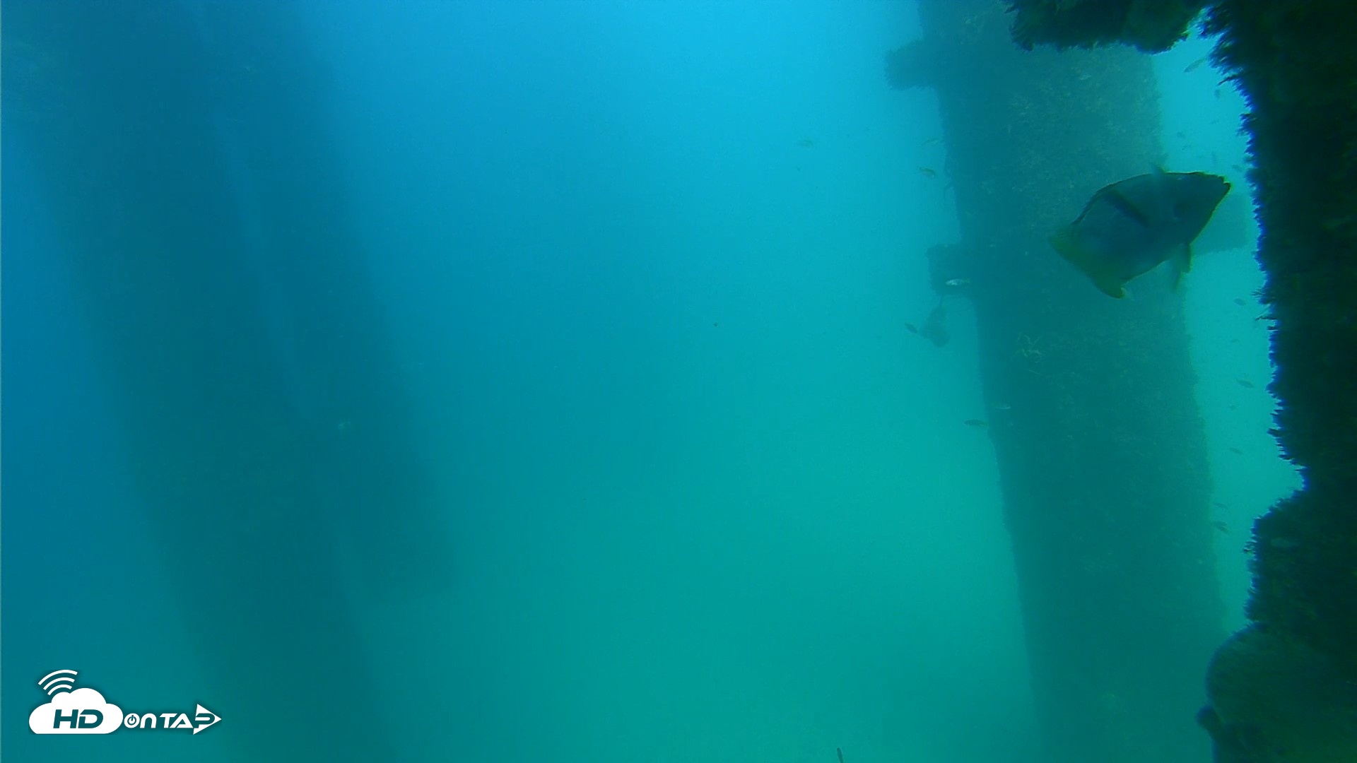 Snapshot of Scripps Pier Underwater Live Webcam taken Sep 17, 2026, 3:51pm PDT