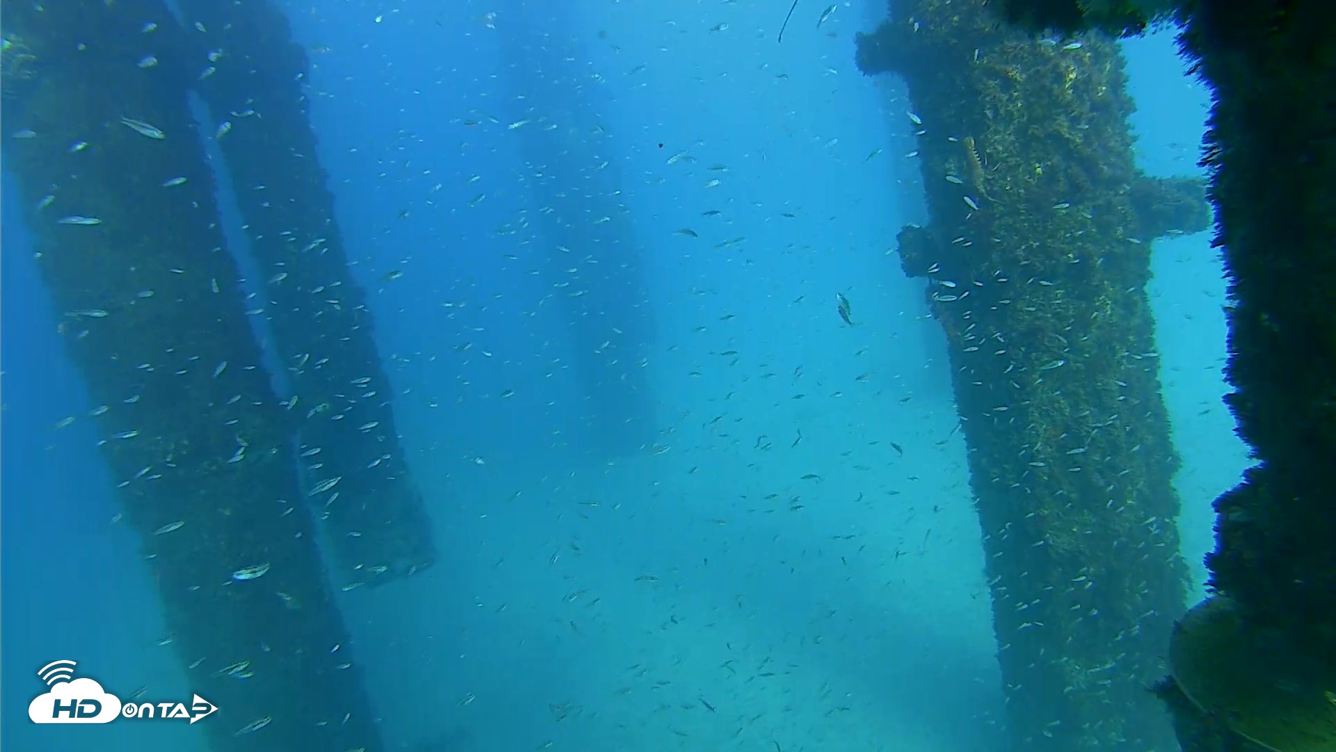 Snapshot of Scripps Pier Underwater Live Webcam taken Oct 7, 2026, 4:31pm PDT